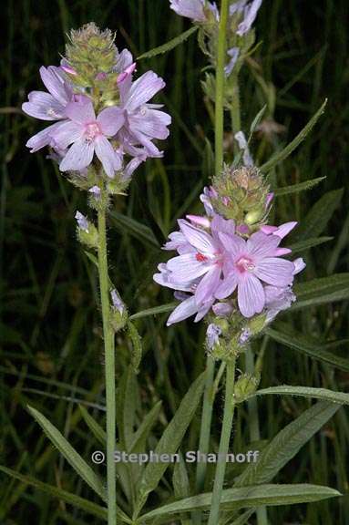 sidalcea oregana ssp spicata 4 graphic